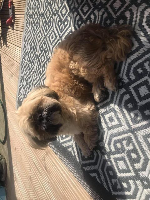 Teddy